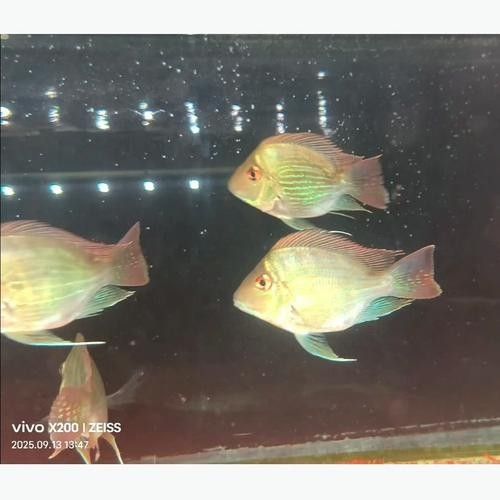 土鯛元寶鳳凰魚（土鯛元寶鳳凰魚不能隨便養蜜朵朵呀）