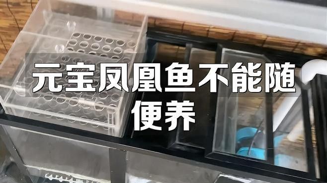 土鯛元寶鳳凰魚（土鯛元寶鳳凰魚不能隨便養蜜朵朵呀）