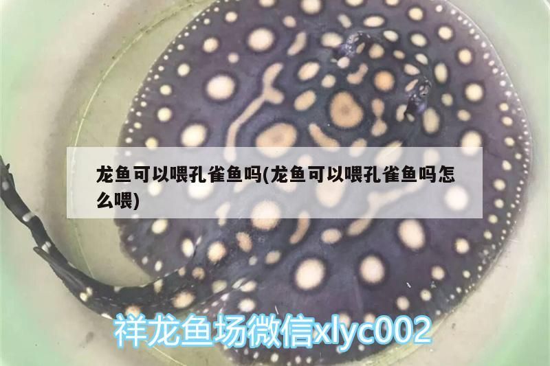 龍魚可以喂孔雀魚嗎(龍魚可以喂孔雀魚嗎怎么喂)