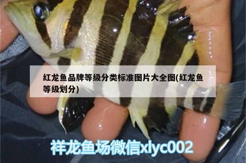 紅龍魚品牌等級(jí)分類標(biāo)準(zhǔn)圖片大全圖(紅龍魚等級(jí)劃分)（紅龍魚品牌品牌等級(jí)分類標(biāo)準(zhǔn)圖片大全圖）
