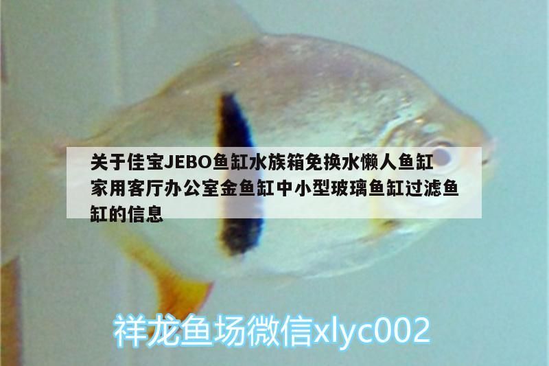 關于佳寶JEBO魚缸水族箱免換水懶人魚缸家用客廳辦公室金魚缸中小型玻璃魚缸過濾魚缸的信息（jebo佳寶jebo魚缸水族箱免換水懶人魚缸）