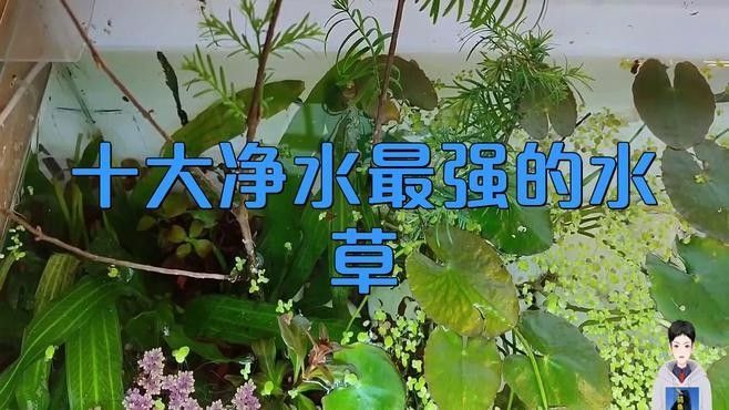 哪些植物可以清潔水質(zhì)（探討哪些植物可以清潔水質(zhì)凈化水質(zhì)及使用注意事項(xiàng)） 哪些植物可以清潔水質(zhì)（探討哪些植物可以清潔水質(zhì)凈化水質(zhì)及使用注意事項(xiàng)） 龍魚百科 第2張