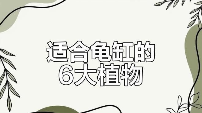 哪些植物可以清潔水質(zhì)（探討哪些植物可以清潔水質(zhì)凈化水質(zhì)及使用注意事項(xiàng)） 哪些植物可以清潔水質(zhì)（探討哪些植物可以清潔水質(zhì)凈化水質(zhì)及使用注意事項(xiàng)） 龍魚百科 第1張
