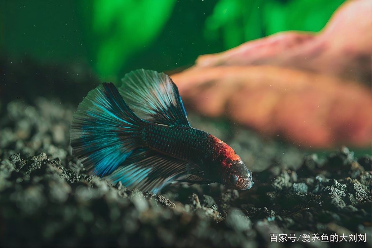 如何選擇適合龍魚的沉木和石頭（適合龍魚的沉木和石頭）