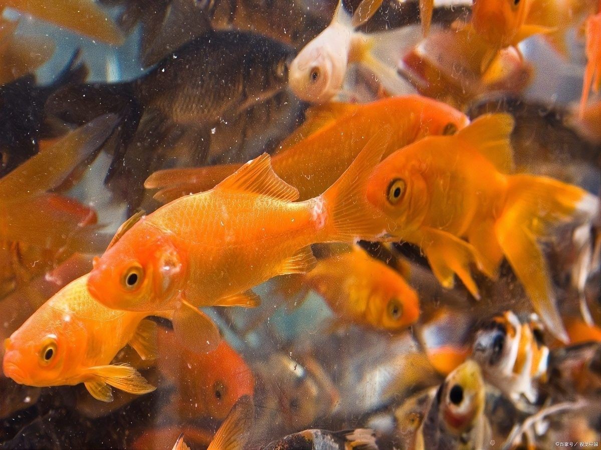 如何判斷金龍魚是否呼吸困難（金龍魚呼吸困難怎么辦？）
