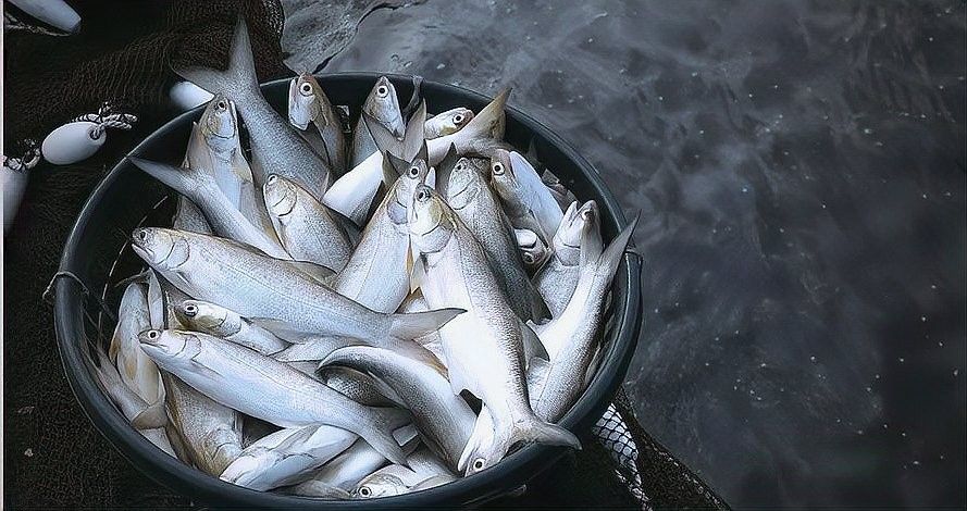 如何判斷藍(lán)龍魚(yú)是否吃飽（判斷藍(lán)龍魚(yú)是否吃飽是確保其健康成長(zhǎng)關(guān)鍵步驟之一）