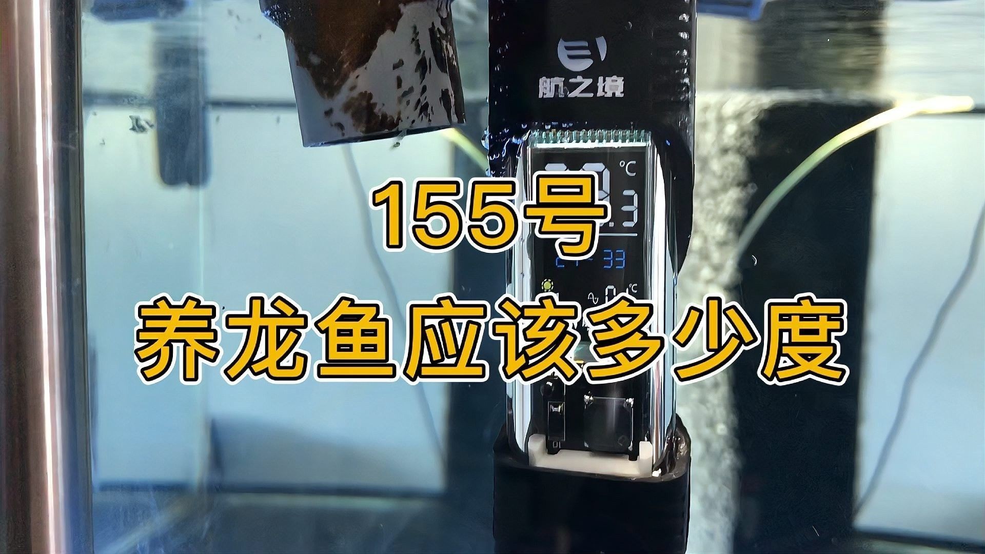 金龍魚爬背期一般持續多久？（金龍魚的爬背期多少度會冷死）