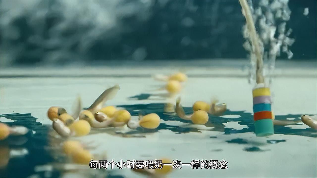 前進哪個水族館龍魚好？祥龍魚場龍魚（廣州龍魚養殖業的佼佼者廣州龍魚祥龍魚場祥龍魚場）