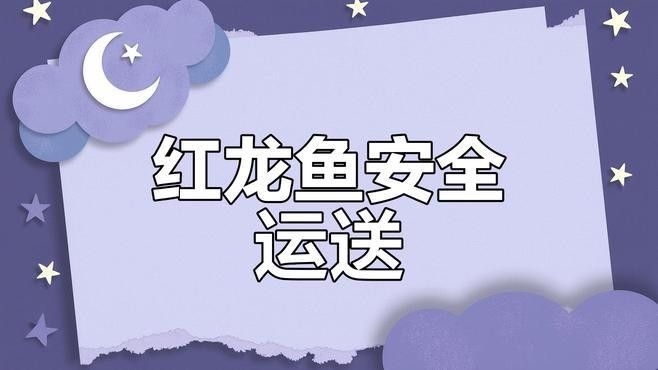 哪種運(yùn)輸方式最適合紅龍魚苗（紅龍魚苗的運(yùn)輸方式） 哪種運(yùn)輸方式最適合紅龍魚苗（紅龍魚苗的運(yùn)輸方式） 龍魚百科 第1張