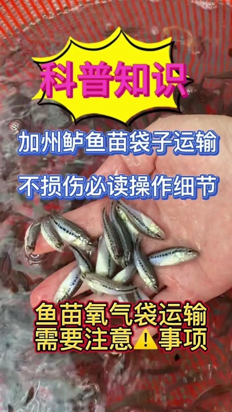 哪種運(yùn)輸方式最適合紅龍魚苗（紅龍魚苗的運(yùn)輸方式） 哪種運(yùn)輸方式最適合紅龍魚苗（紅龍魚苗的運(yùn)輸方式） 龍魚百科 第5張