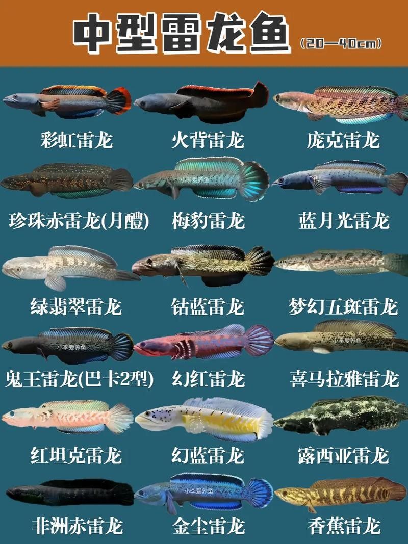 如何判斷雷龍魚的品質？（挑選大型雷龍魚，掌握關鍵標準） 如何判斷雷龍魚的品質？（挑選大型雷龍魚，掌握關鍵標準） 龍魚百科 第3張