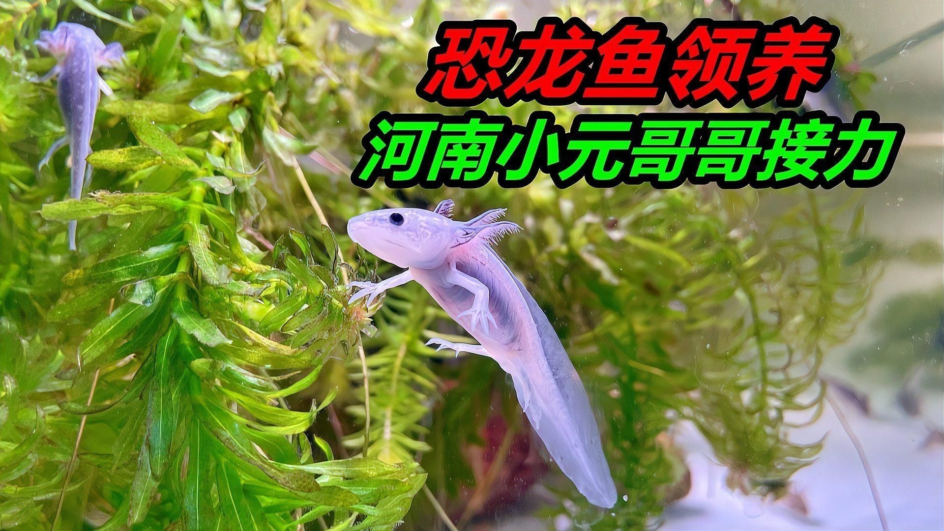 恐龍魚有哪些品種（恐龍魚的種類） 恐龍魚有哪些品種（恐龍魚的種類） 龍魚百科 第2張