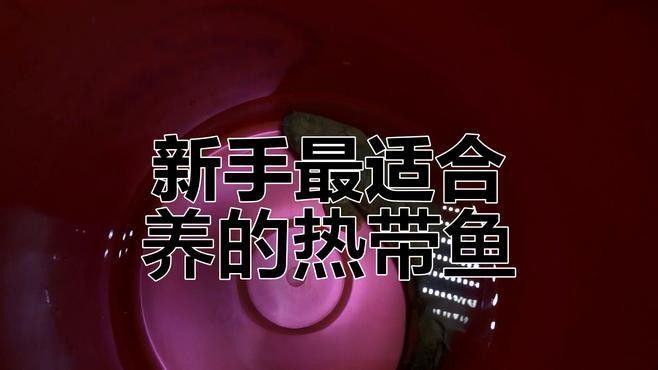 恐龍魚有哪些品種（恐龍魚的種類） 恐龍魚有哪些品種（恐龍魚的種類） 龍魚百科 第1張
