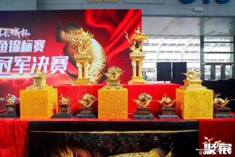 廣州龍魚大賽有哪些參賽選手（廣州龍魚大賽獎金72萬全球頂級龍魚賽事來了）