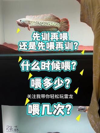 如何給幻紅雷龍魚喂食？（幻紅雷龍魚喂食全攻略）