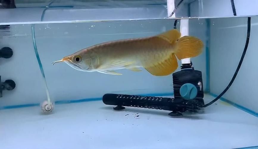 火焰尾紅龍魚的價格是多少？（火焰尾紅龍魚一條多少錢一條糖罐劇場紅龍魚價格表）