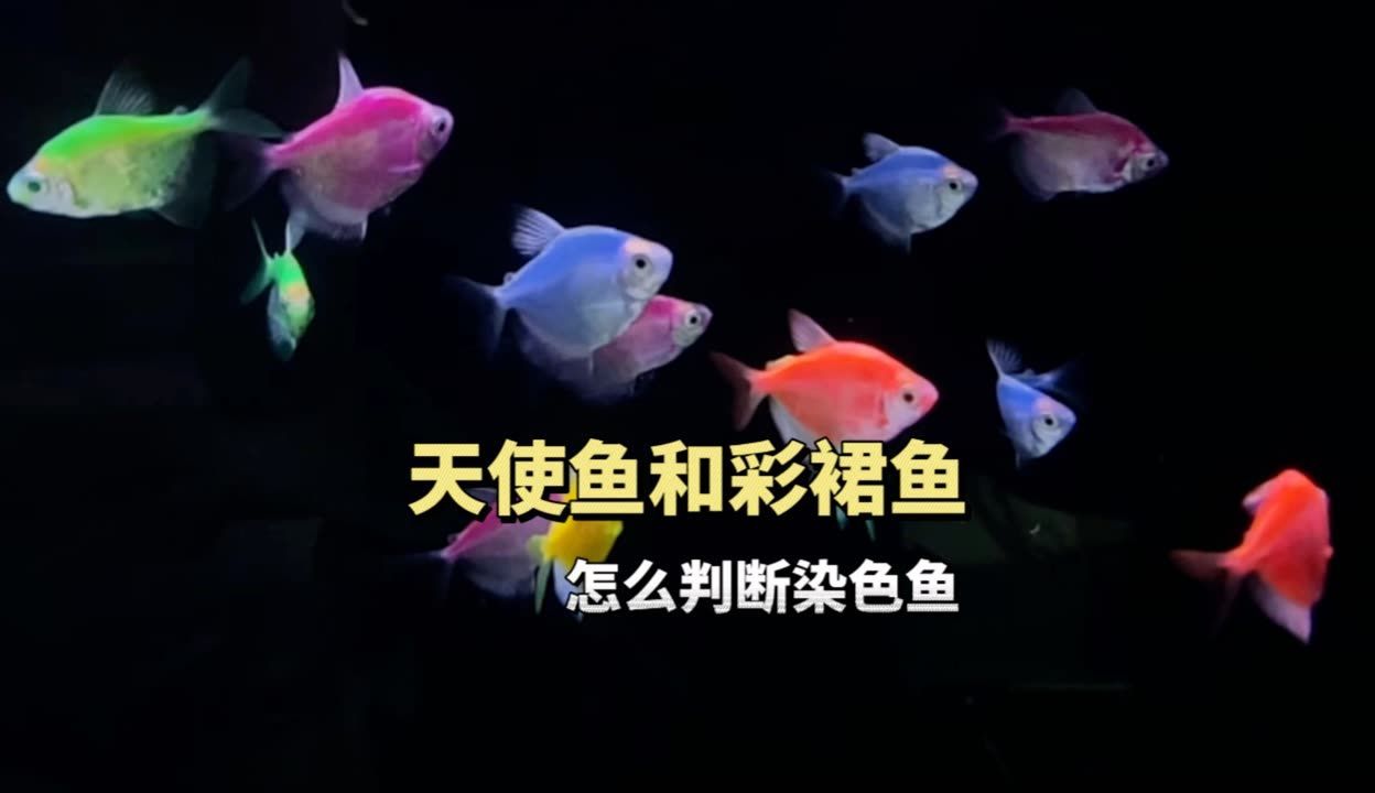 頂級龍魚批發商家：頂級龍魚批發商家主要銷售哪些種類的頂級龍魚？