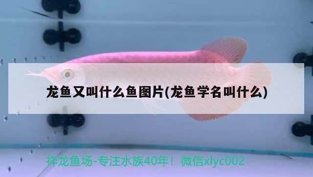 金龍魚 龍魚又叫什么魚圖片(龍魚學名叫什么)(椒鹽豆腐魚的做法) 觀賞魚百科 龍魚又叫什么魚圖片(龍魚學名叫什么)(椒鹽豆腐魚的做法) 龍魚又叫什么魚圖片(龍魚學名叫什么)(椒鹽豆腐魚的做法) 觀賞魚百科