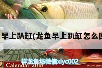 龍魚早上趴缸(龍魚早上趴缸怎么回事)（龍魚早上趴缸是什么原因）