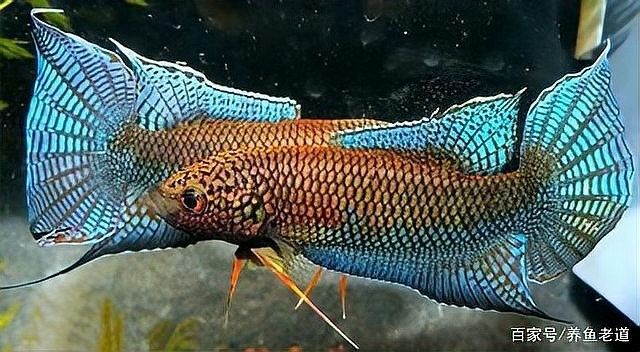 孔雀魚和哪種魚混養比較安全（孔雀魚與哪些魚混養比較安全）