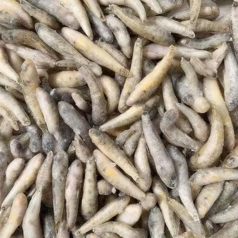 委內瑞拉紅勾丁魚品牌介紹（委內瑞拉紅勾丁魚）