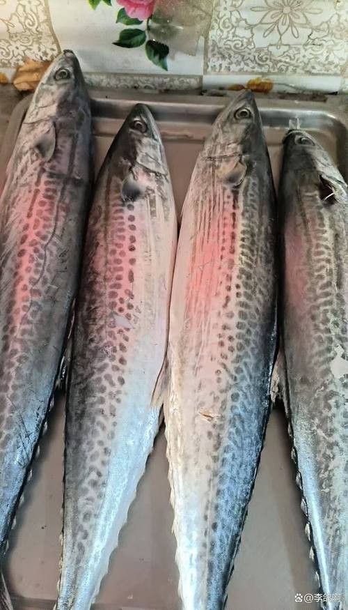 委內瑞拉紅勾丁魚品牌介紹（委內瑞拉紅勾丁魚）
