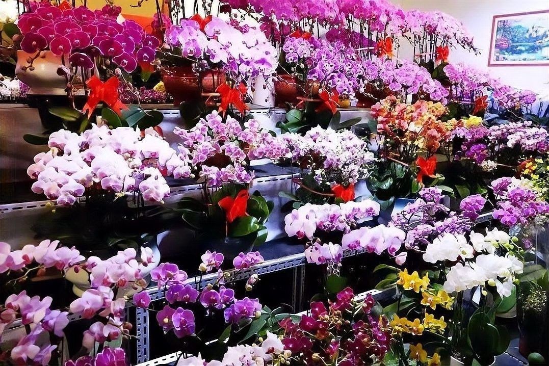 如何前往大發(fā)花鳥魚市場？（北京大發(fā)花鳥魚市場交通指南→北京朝陽發(fā)布）