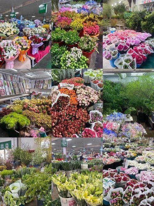 如何前往大發(fā)花鳥魚市場？（北京大發(fā)花鳥魚市場交通指南→北京朝陽發(fā)布）