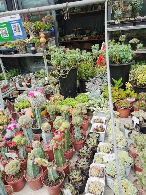 如何前往大發(fā)花鳥魚市場？（北京大發(fā)花鳥魚市場交通指南→北京朝陽發(fā)布）