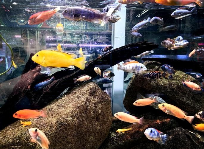 如何前往大發(fā)花鳥魚市場？（北京大發(fā)花鳥魚市場交通指南→北京朝陽發(fā)布）