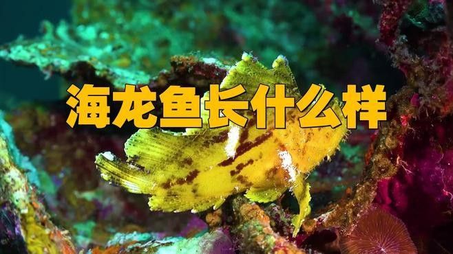 如何欣賞海水龍魚的美（三色龍魚的寓意和象征劇研糖糖古人的文化動物形象的應用）