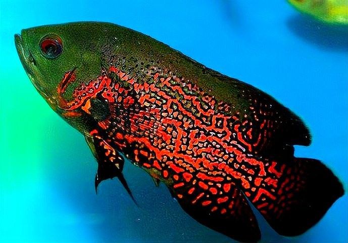 龍魚眼外蒙能自愈嗎？（龍魚眼外蒙能夠自愈嗎）