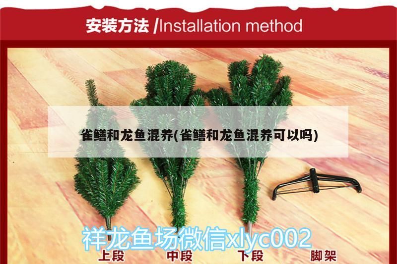 雀鱔和龍魚混養(yǎng)(雀鱔和龍魚混養(yǎng)可以嗎)（關(guān)于雀鱔和龍魚混養(yǎng)的介紹）