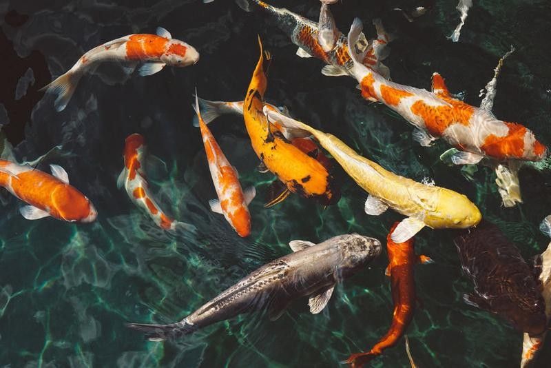 有哪些金龍魚專用背景圖片？（金龍魚專用背景圖片）
