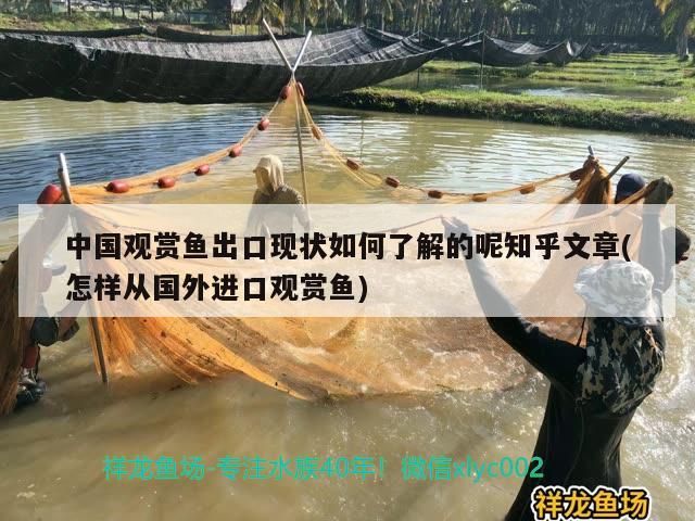 中國觀賞魚出口現狀如何了解的呢知乎文章(怎樣從國外進口觀賞魚)（中國觀賞魚出口現狀如何了解）