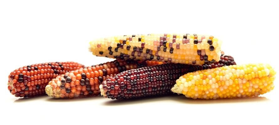 50厘米的銀龍魚賣多少錢（50厘米的銀龍魚賣多少錢，）