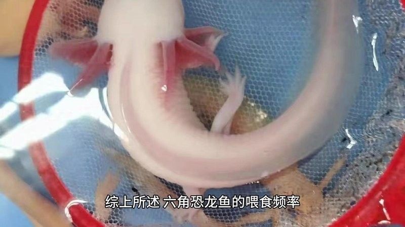 六角恐龍魚多久喂一次（六角恐龍魚多久喂一次合適）