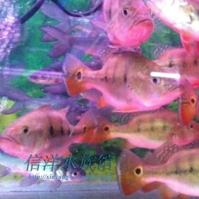 烏海觀賞魚(yú)批發(fā)市場(chǎng)：烏海觀賞魚(yú)市場(chǎng)