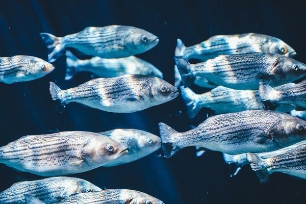 烏海觀賞魚(yú)批發(fā)市場(chǎng)：烏海觀賞魚(yú)市場(chǎng)