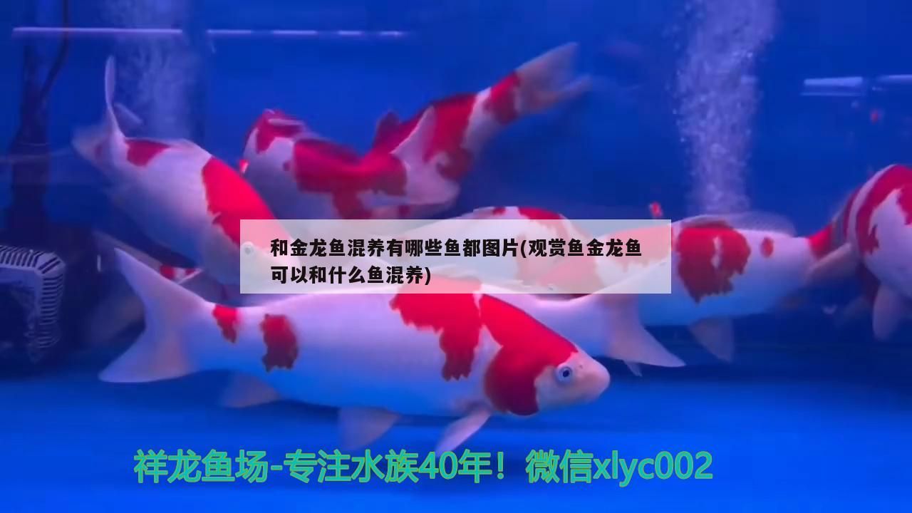和金龍魚混養有哪些魚都圖片(觀賞魚金龍魚可以和什么魚混養)（金龍魚可以和錦鯉混養嗎？）