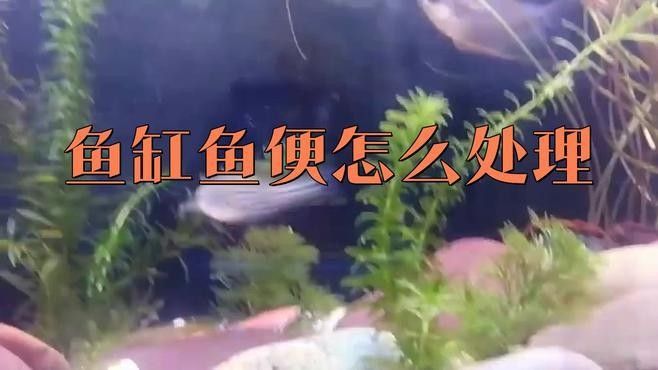 哪種工具魚清理糞便最有效（清理魚缸糞便最有效的工具及其特點）