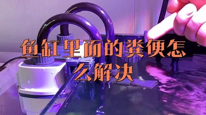 哪種工具魚清理糞便最有效（清理魚缸糞便最有效的工具及其特點）