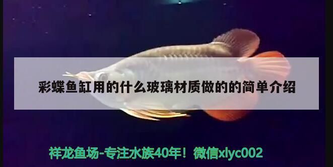 菏澤魚缸批發市場在哪里？，菏澤魚缸批發市場在哪里啊多少錢一斤
