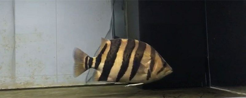 鄂爾多斯觀賞魚市場常見虎魚品種（鄂爾多斯觀賞魚市場）