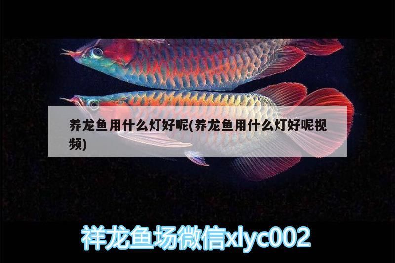 養龍魚用什么燈好呢(養龍魚用什么燈好呢視頻)（養龍魚用什么燈好）