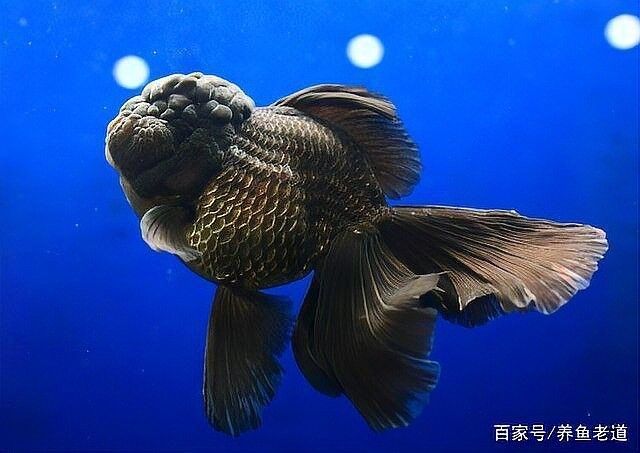 黑龍魚飼養難度大嗎（如何成功飼養黑龍魚）