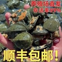 青島龍魚(yú)魚(yú)苗的價(jià)格是多少（青島龍魚(yú)魚(yú)苗的價(jià)格）