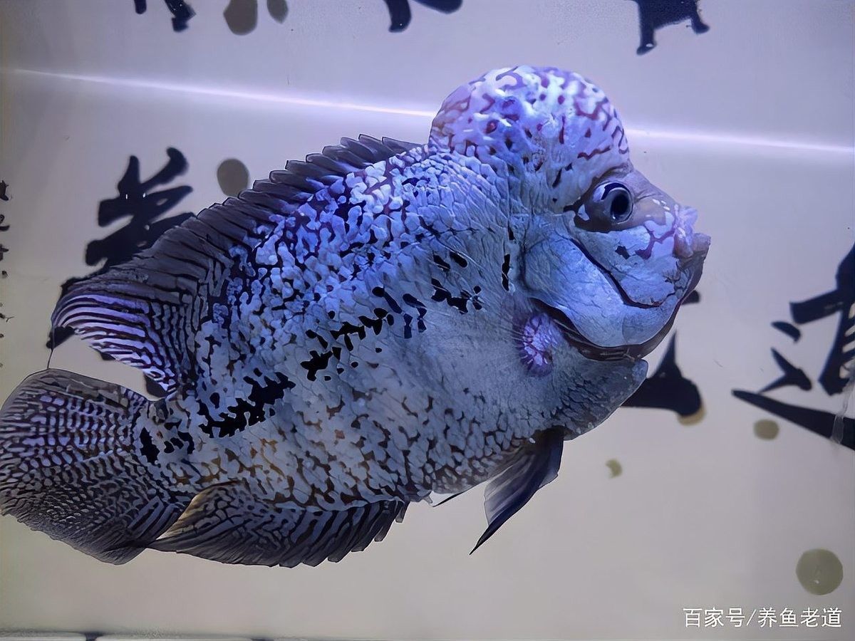 如何判斷金龍魚是否攻擊清道夫（如何判斷金龍魚攻擊清道夫？）
