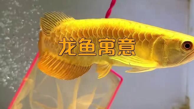 哪些因素會影響招財龍魚的價格（影響招財龍魚價格的四大因素）