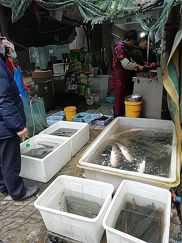 賣龍魚需要多少資金？（加盟星開個賣活魚店需要多少錢加盟星開個賣活魚店需要多少錢）